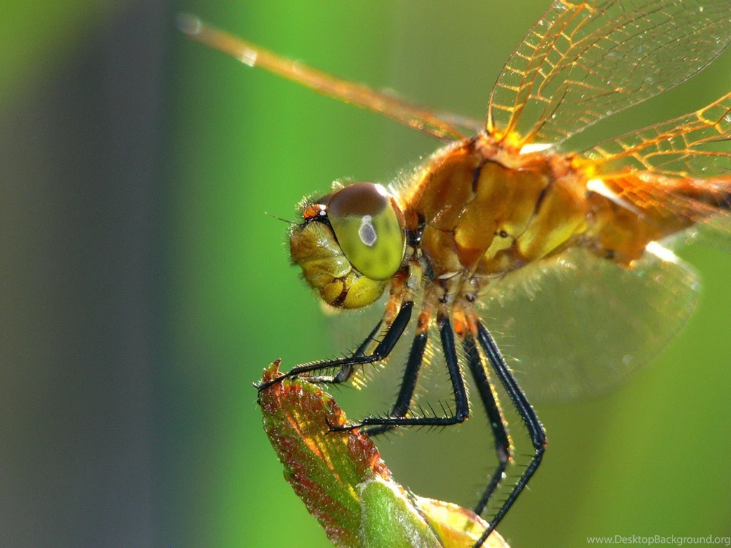 Close Up Shot Of Golden Dragonfly Wallpapers