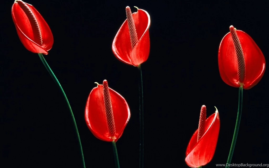 Black And Red Abstract Wallpapers Design 356   Amazing Wallpaperz