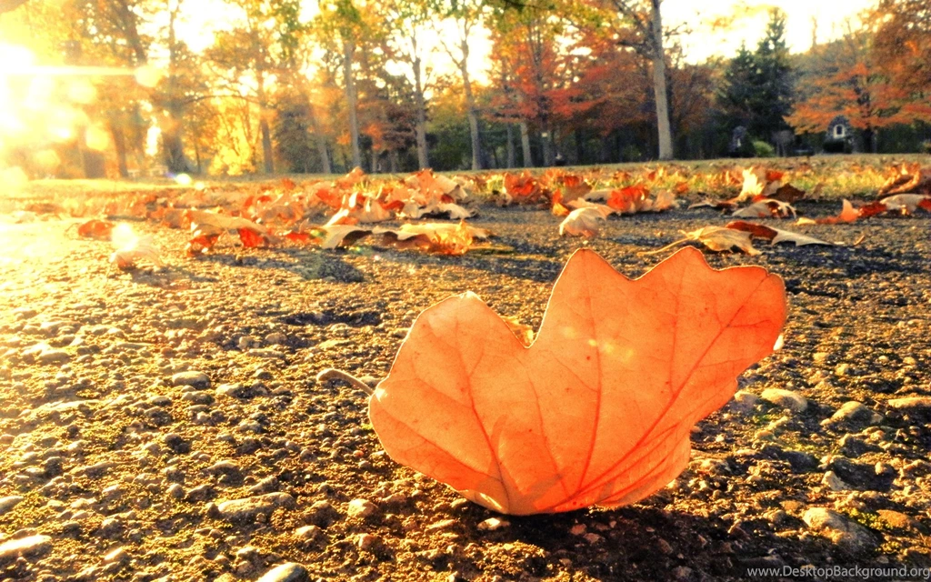 Nature Leaves Sidewalk Trail Roads Autumn Fall Seasons Trees ...