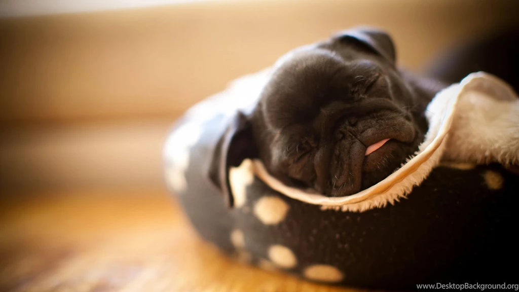 Pug HD Wallpapers