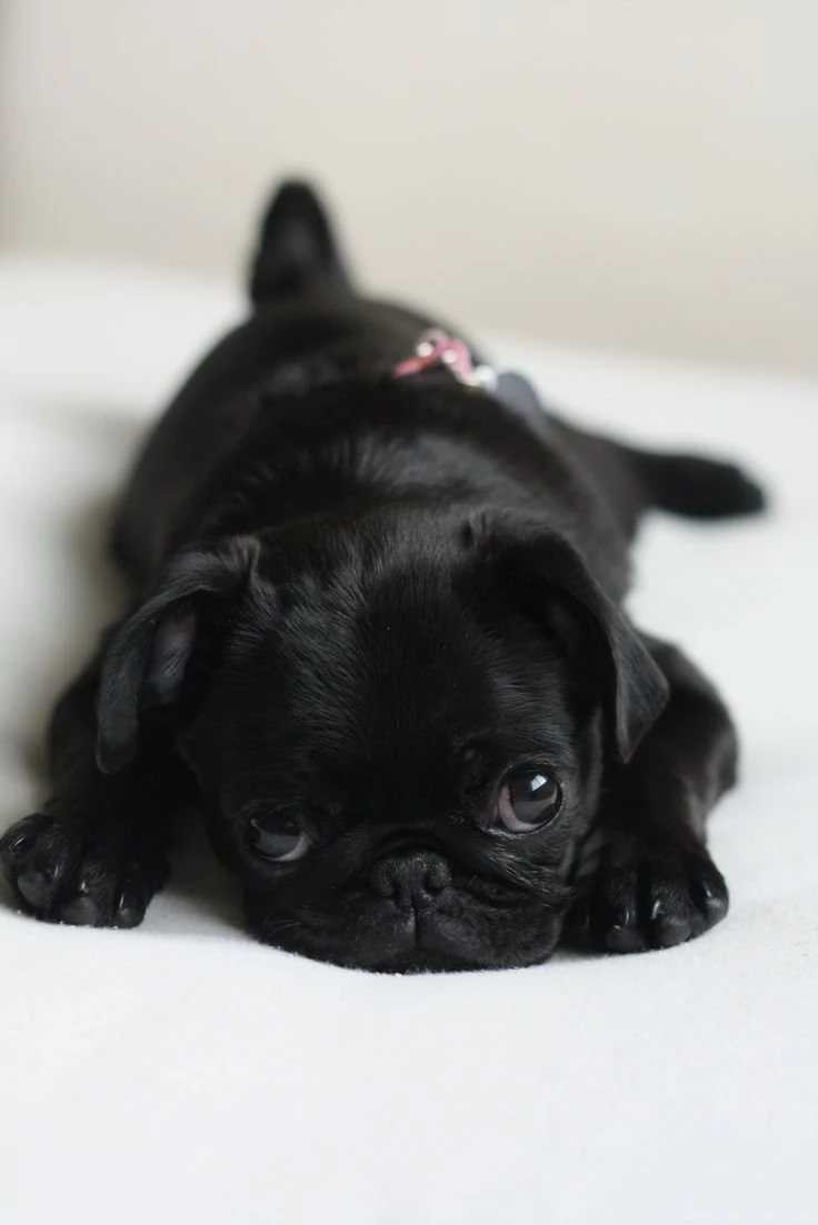 Baby Black Pug Wallpaper.