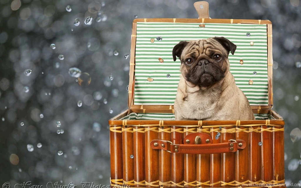 Pug Dog HD Wallpapers Best Collection Pug Wallpapers