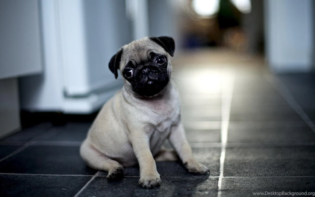 Cute Dogs Pug Wallpapers Android Apps And Tests AndroidPIT