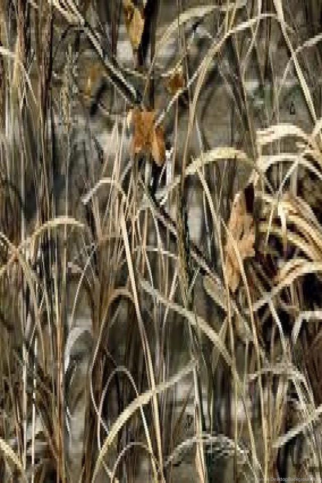 Jestingstock.com Drake Waterfowl Wallpapers