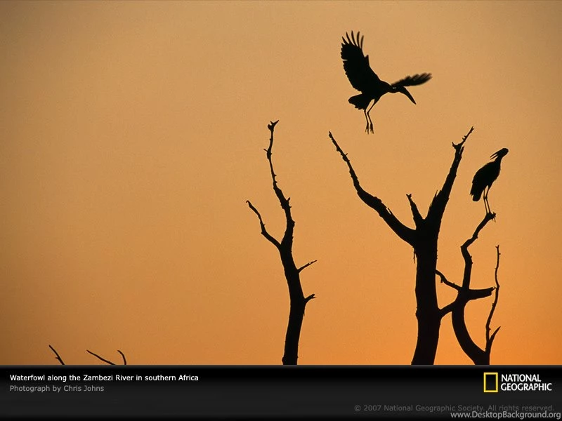 Zambezi River, Waterfowl, Photo Of The Day, Picture, Photography ...