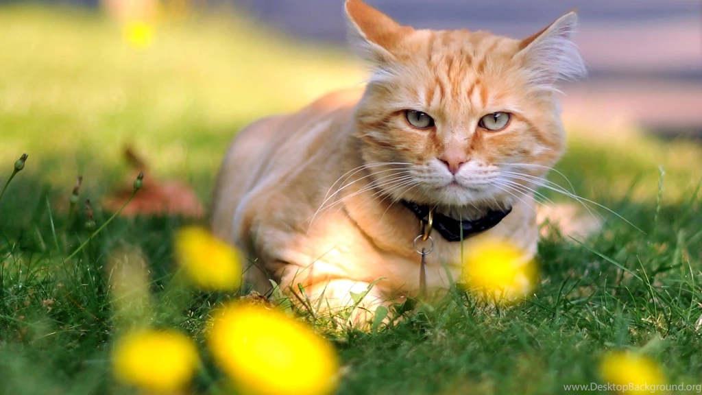 1920x540 Wallpapers Page 595: Miss Ginger Kittens Cat Cats ...