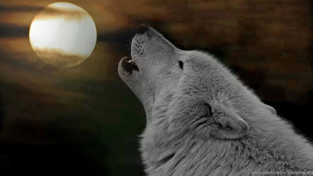 Cats: Invisible Wall Kittens Cats Wonderful Great Cute Sweet ...