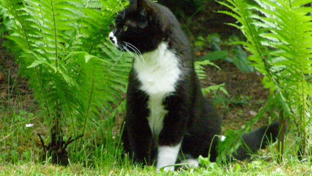 Cats: Invisible Wall Kittens Cats Wonderful Great Cute Sweet ...