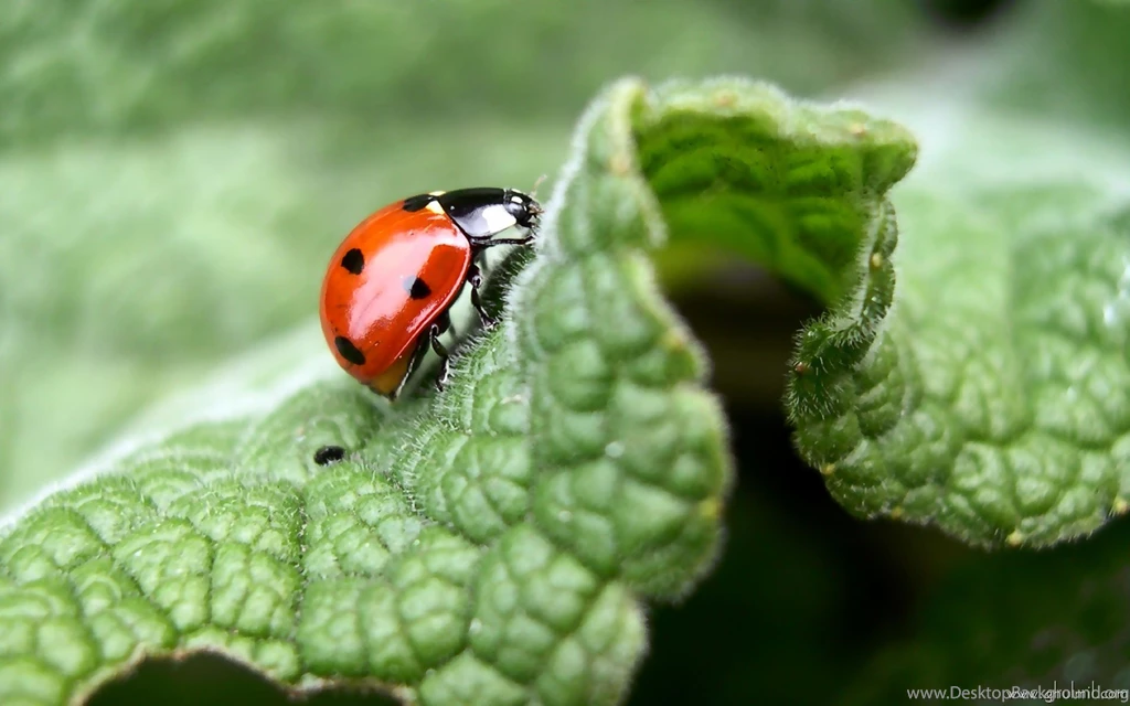 High Resolution Nature Images   HD Wallpapers Pretty