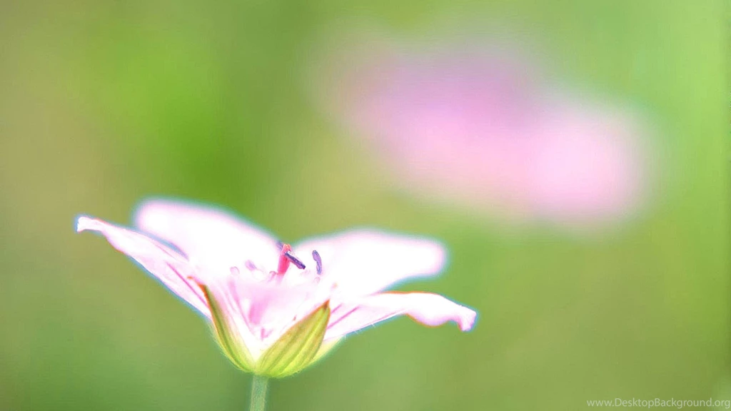 Computer Flower Wallpapers   3 Items