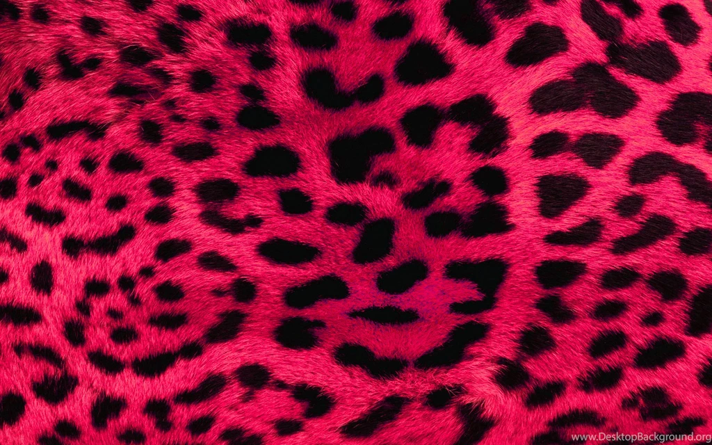 Fluffy Kitty Cat Wallpapers