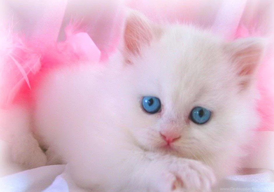 Cats Looking Carmen White Blue Eyes Pink Kitten Fluffy Cute ...