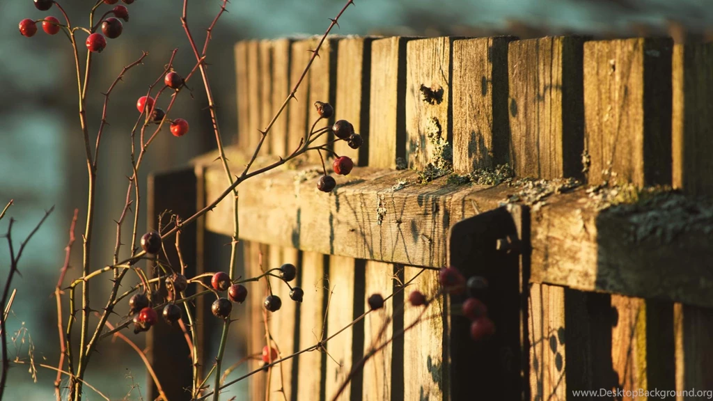 Rose Hip Near A Wooden Fence