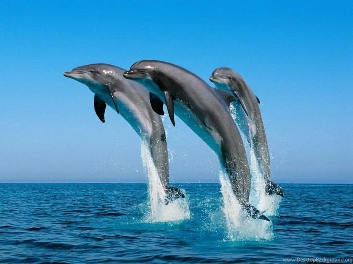 Animal Desktop Wallpapers