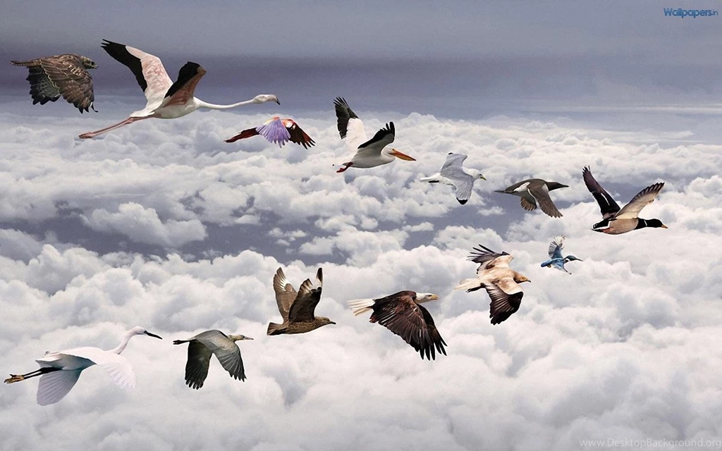Animal Wallpapers HD Backgrounds Desktop Download • IPhones Wallpapers
