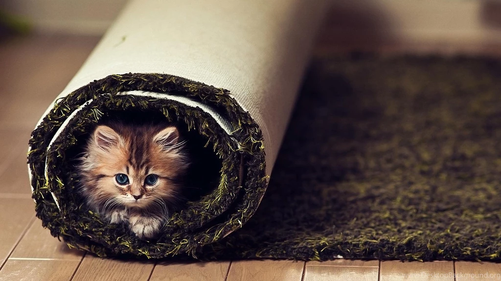 Cute Animal Cat HD Wallpapers For Desktop Wallpaper, Size ...
