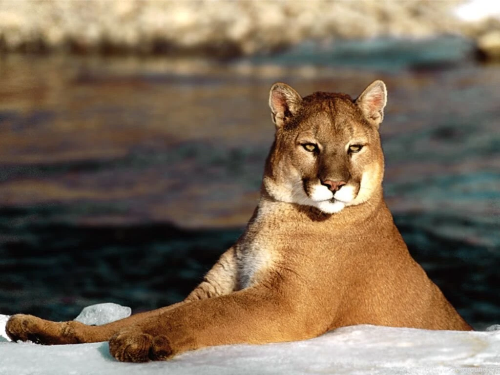 Desktop Wallpapers · Gallery · Animals · Cougar