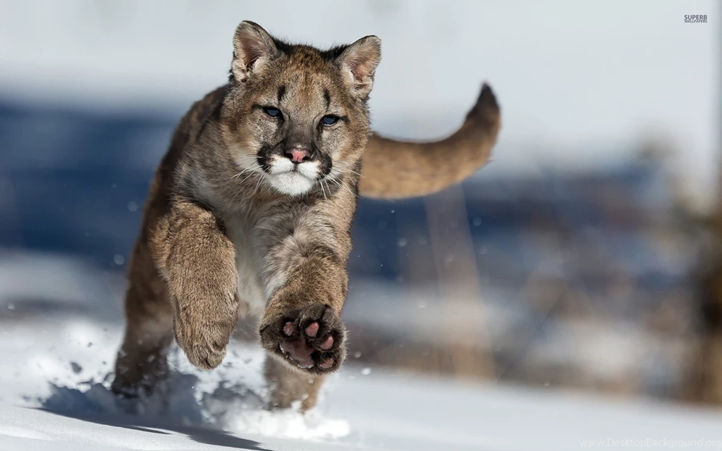 Cougar Running In The Snow Wallpapers   Animal Wallpapers