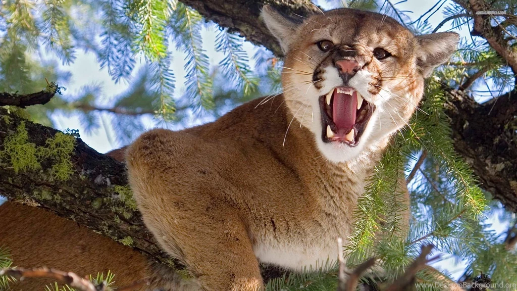Cougar HD Wallpapers Download Free HD Wallpapers & Backgrounds ...