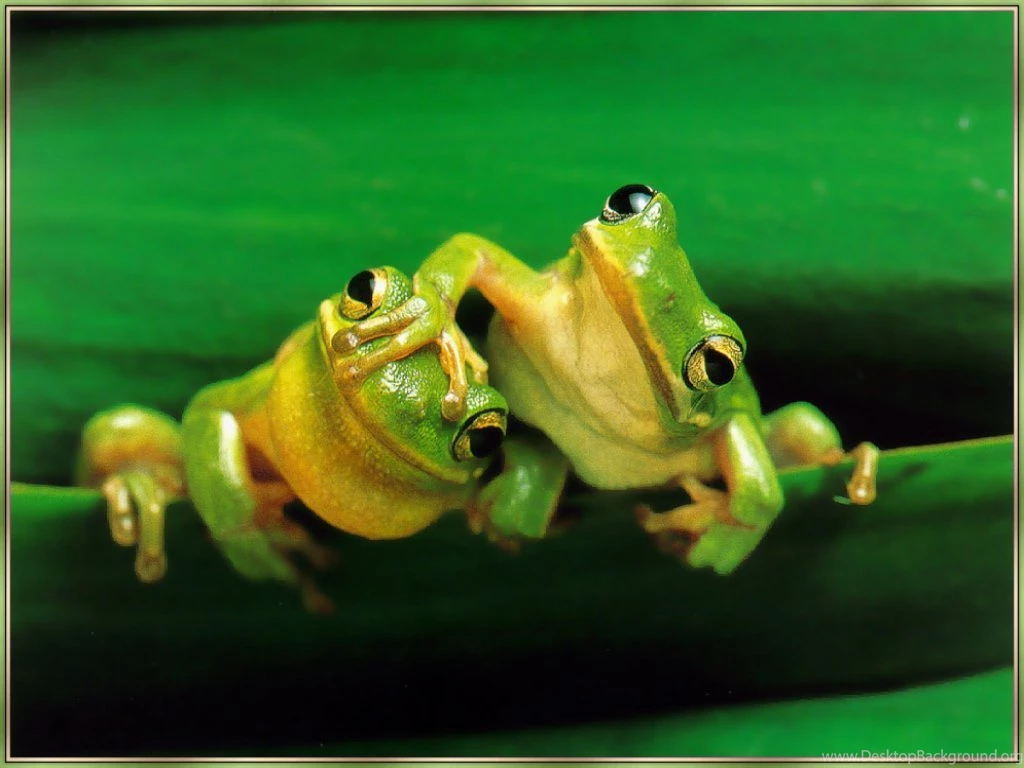 Nature Wallpapers Animals, Amphibia, Black, Cadetblue, Goldenrod ...