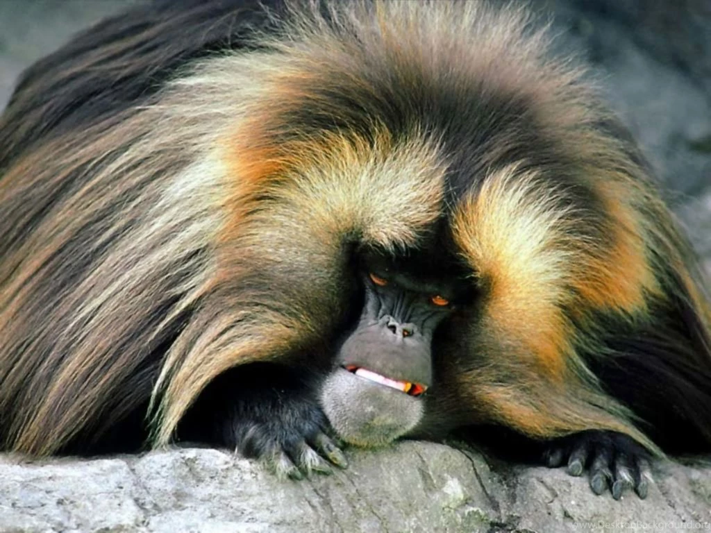 Nature Wallpapers Monkeys, Darkgray, Darkseagreen, Burlywood ...