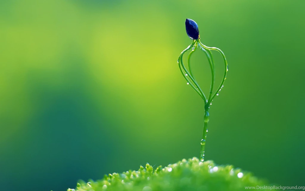 Ipad 2 Wallpapers Hd Free Download Wallpapers