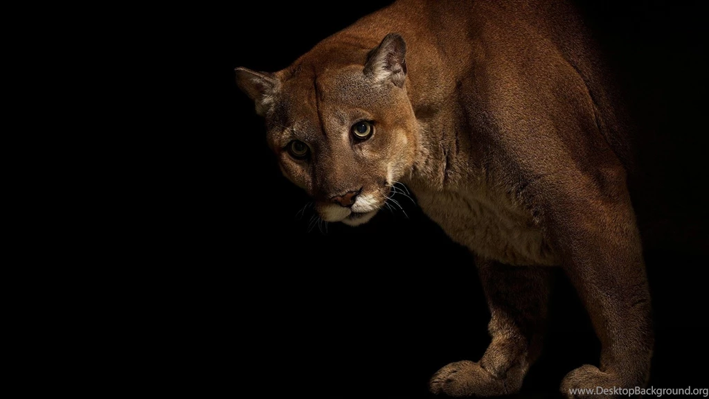 Black Cougar Wallpapers   Bing Images