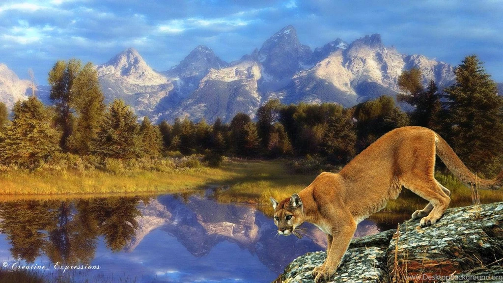 COUGAR TERRITORY WALLPAPER   (