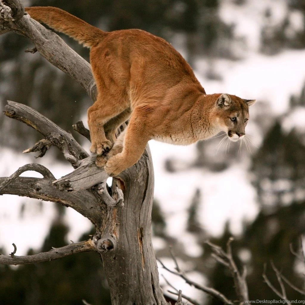 Cougar iPad 1 & 2 Wallpapers