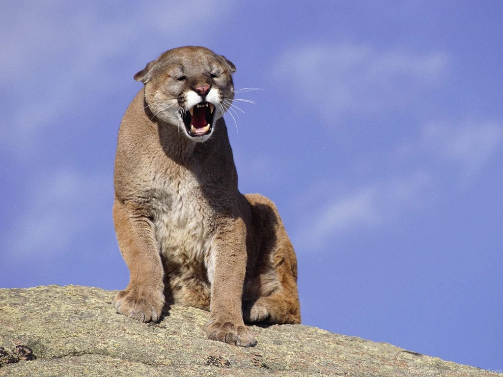 Cougar Wallpapers HD