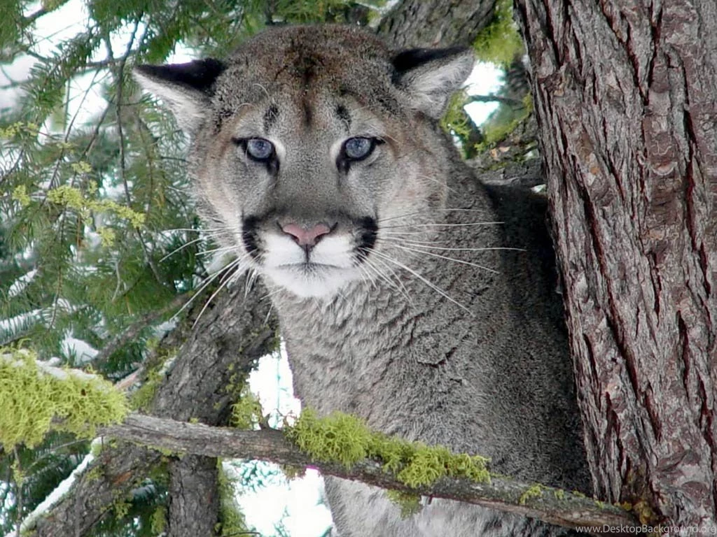 Free Eastern Cougar Wallpapers Download   Animals Town