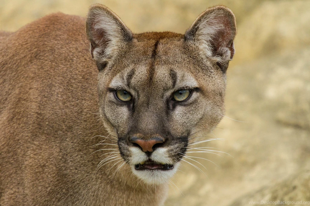 Cougar Computer Wallpapers, Desktop Backgrounds