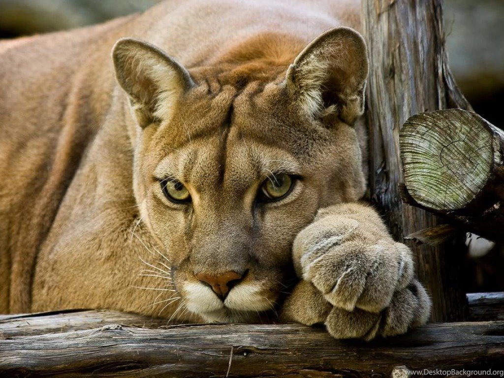 Cougar ( Puma )