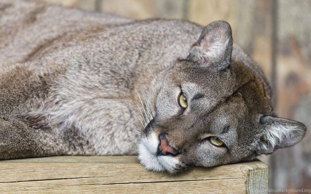 Cougar Computer Wallpapers, Desktop Backgrounds