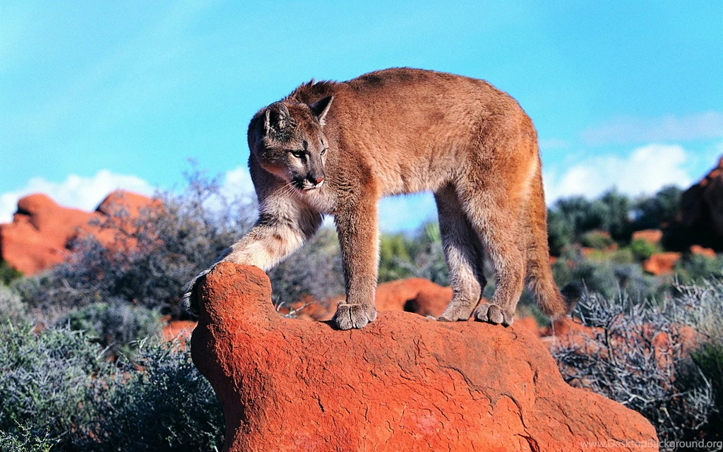 Cougar Computer Wallpapers, Desktop Backgrounds