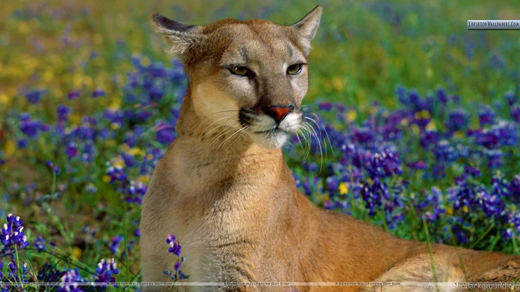 Fragrant Wildflowers, Cougar Wallpapers