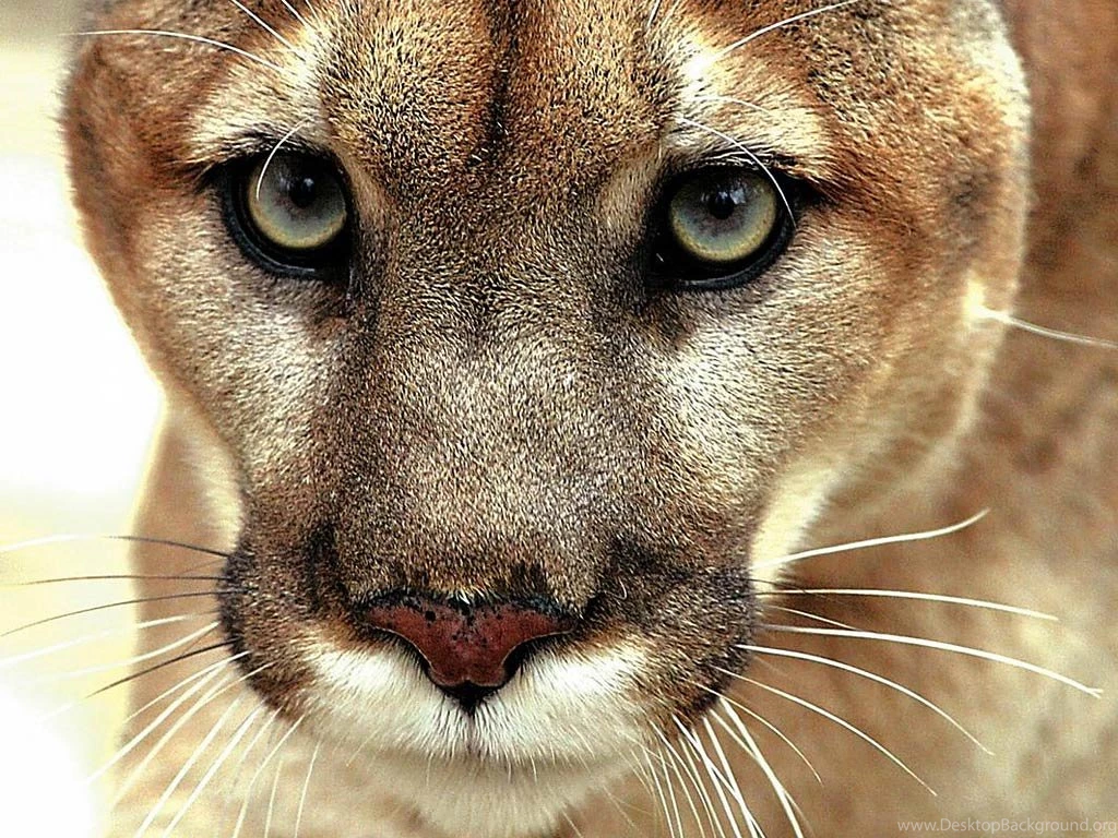 Eastern Cougar Desktop And Mobile Wallpapers   Animals Town