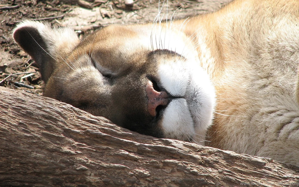Cougar Computer Wallpapers, Desktop Backgrounds