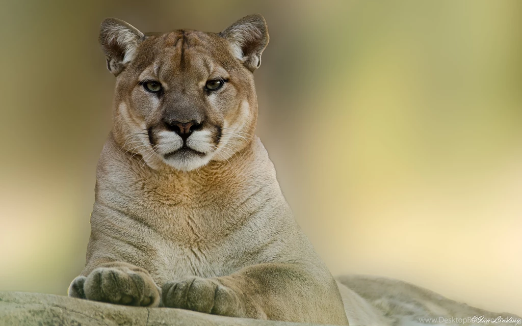 Download Wallpapers 3840x2400 Puma, Cougar, Mountain, Lion Ultra HD ...
