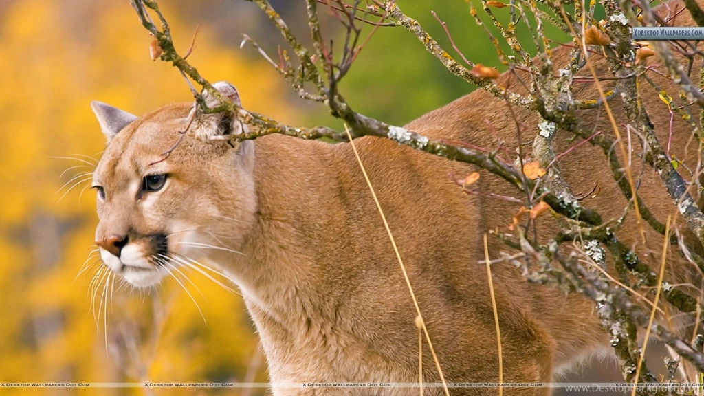 A Watchful Cougar Montana Cheetah Wallpapers