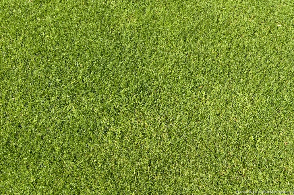 Grass Textured Wallpapers 2015 Grasscloth Wallpapers