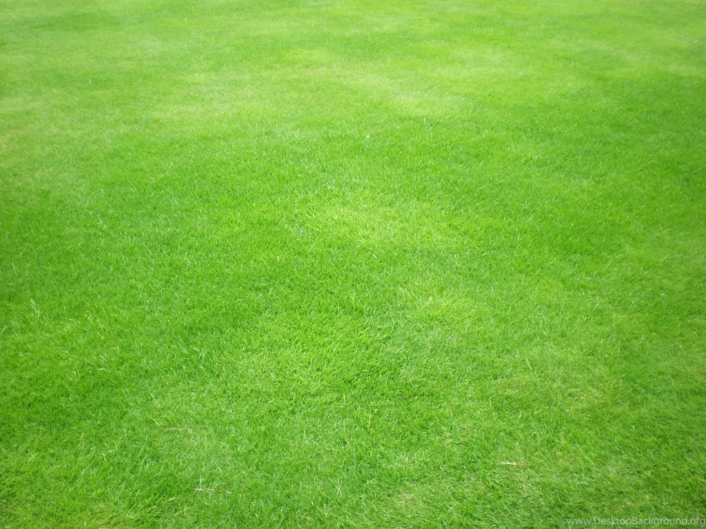 Grass Textured Wallpapers 2015 Grasscloth Wallpapers