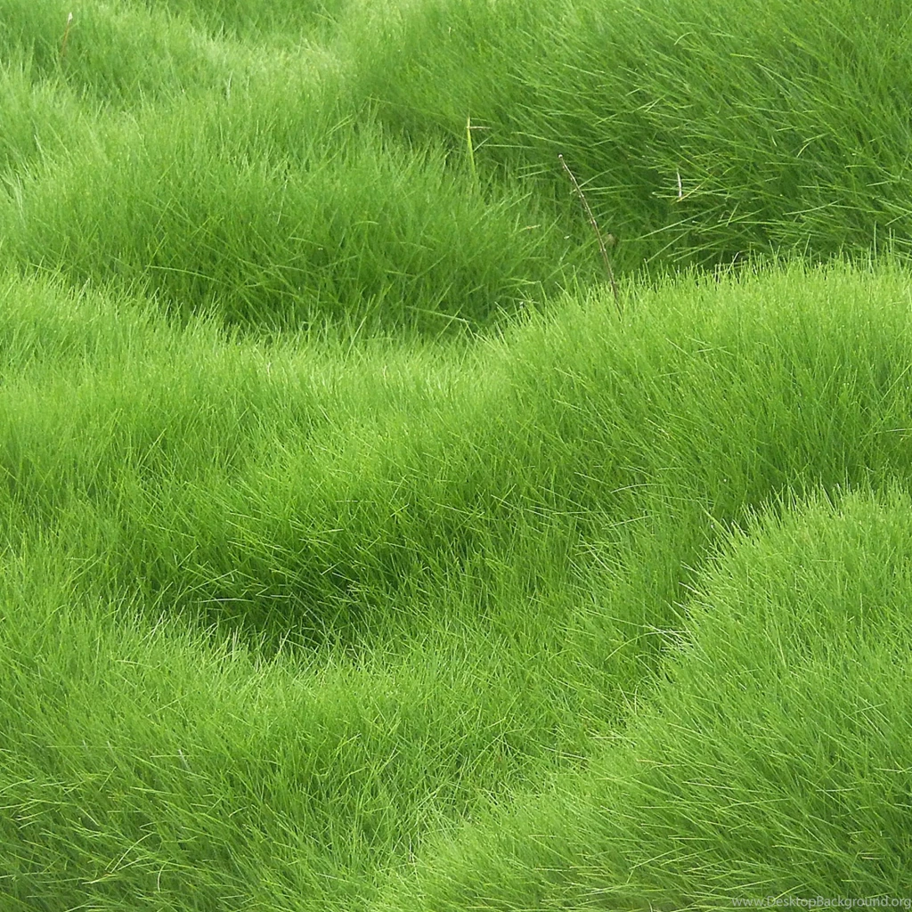 Download Wallpapers 2048x2048 Texture, Grass, Field New iPad Air, 4 ...