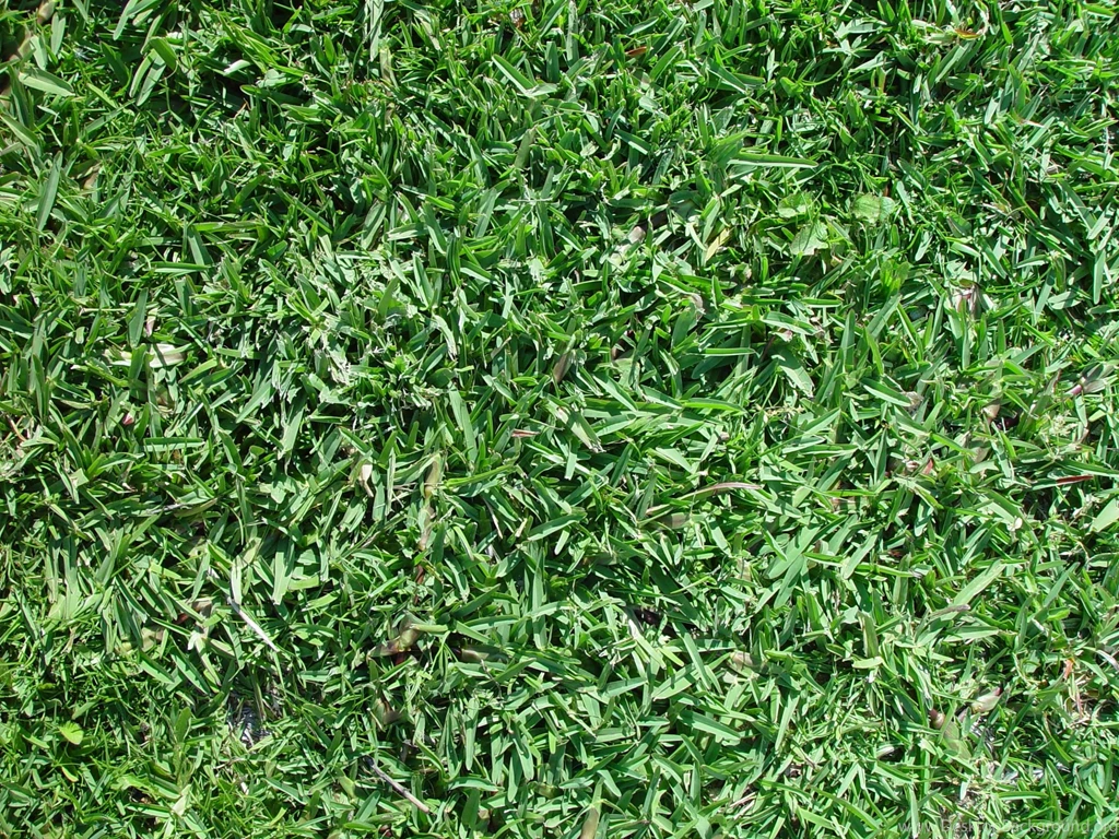 Grass