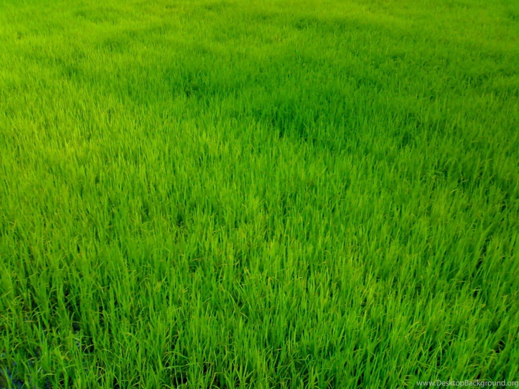 Download Texture: Green Grass, Background, Texture, Download Photo ...