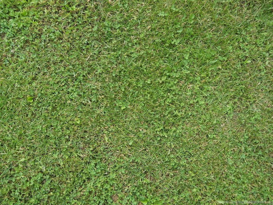 Grass Texture By Sdwhaven On DeviantArt