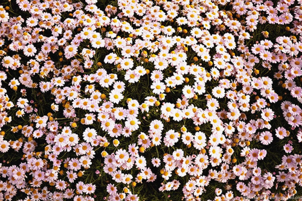 Hipster Floral Wallpapers Phone Kemecer.com