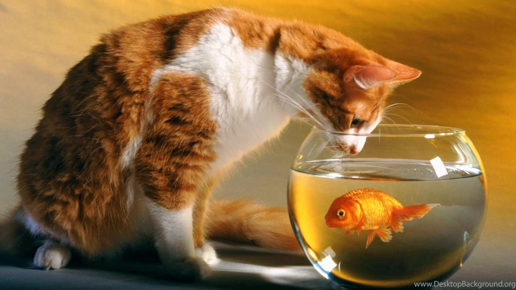 Cute Cat WallPapers Free Download