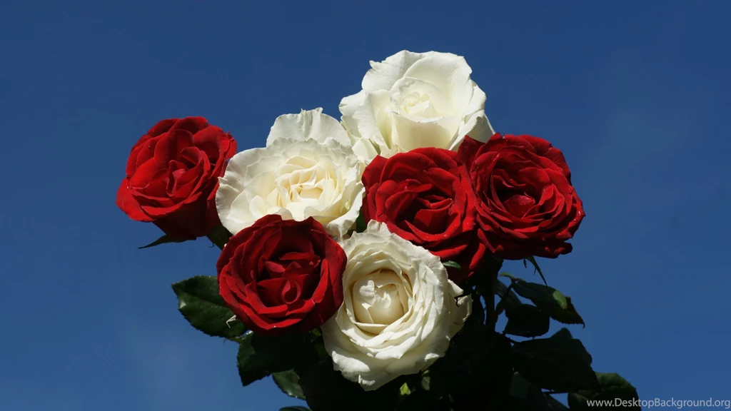 Sky, Wallpapers, Widescreen, Rose, Pink (