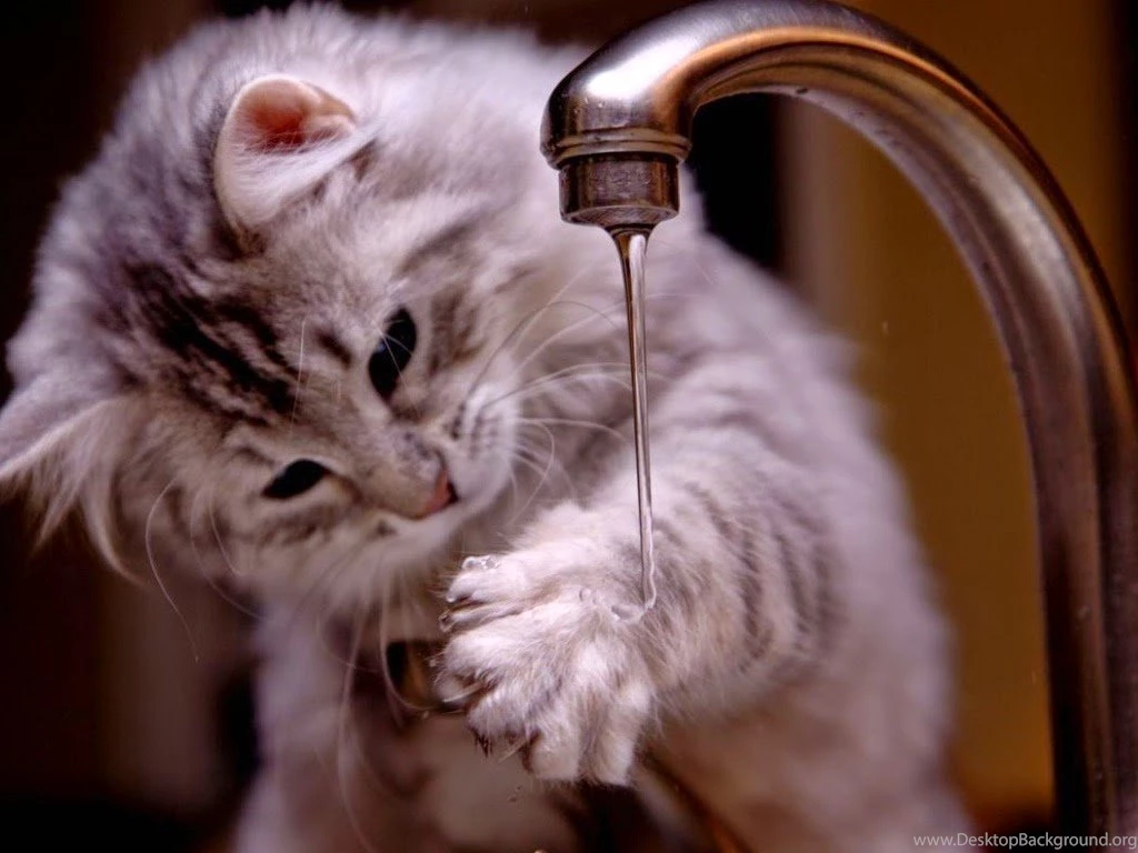 Cute Cats HQ (High Quality) Free Download For PC Online Fun